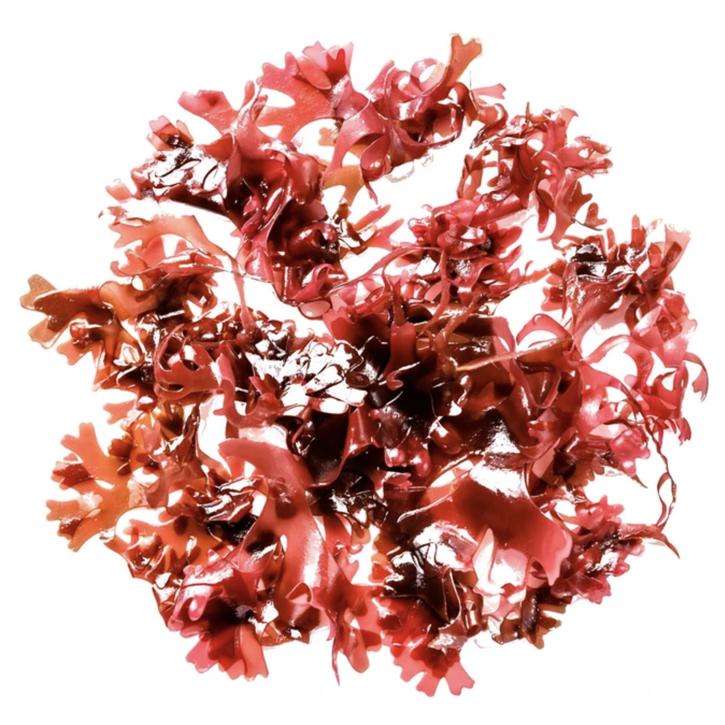 Haematococcus Pluvialis