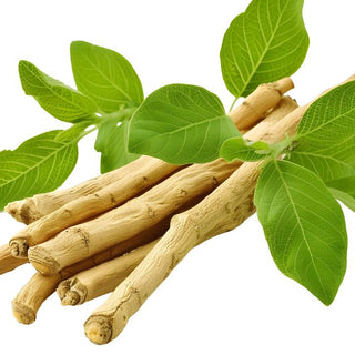Ašvaganda