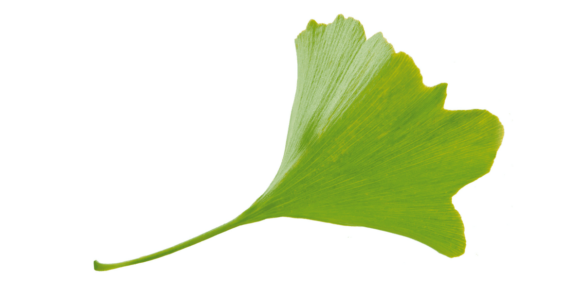 Ginko