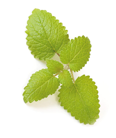 Melisa – Melissa officinalis L., zdravilna rastlina