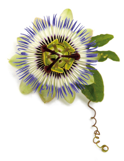 Pasijonka – Passiflora incarnata L., zdravilna rastlina