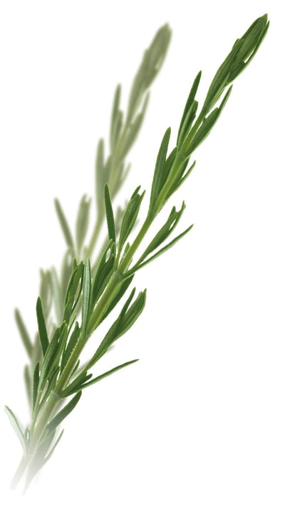 Rožmarin – Rosmarinus officinalis L., zdravilna rastlina