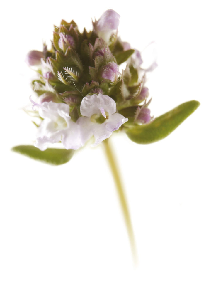 Timijan - Thymus vulgaris L.