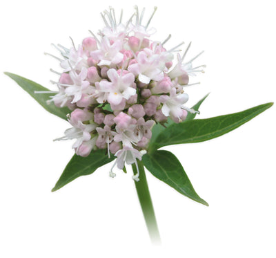 Baldrijan – Valeriana officinalis L., zdravilna rastlina