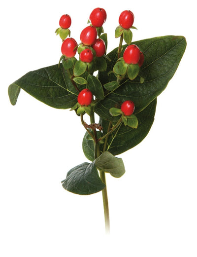 Tetivik – Smilax regelii Kilip et Mortin, zdravilna rastlina