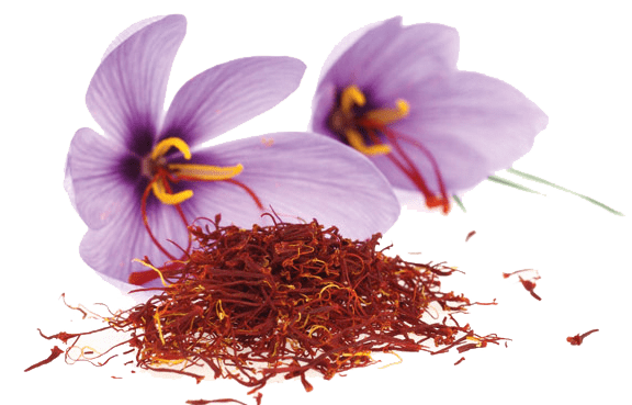 Žafran Crocus sativus