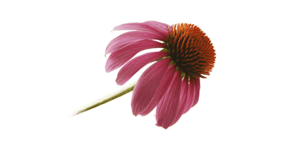 Ameriški slamnik – Echinacea angustifolia, zdravilna rastlina