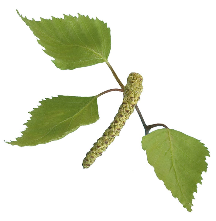 Breza - Betula alba L.