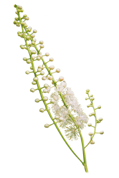 Cimicifuga – Cimicifuga racemosa L., zdravilna rastlina