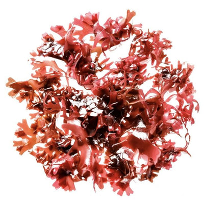 Haematococcus pluvialis – Sladkovodna alga, zdravilna rastlina