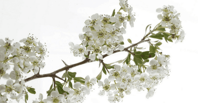 Glog – Crataegus oxyacantha L., zdravilna rastlina