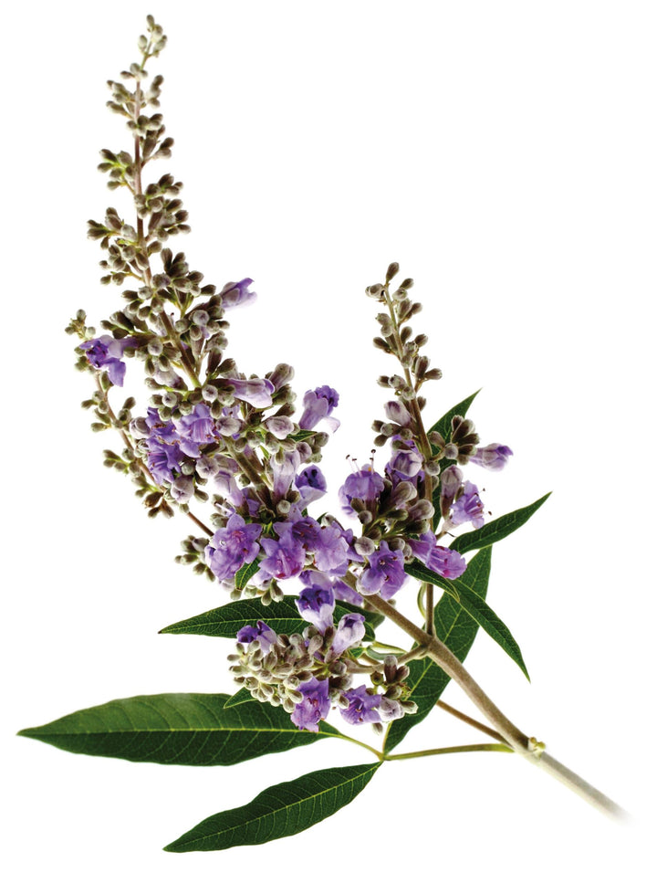 NAVADNA KONOPLJIKA Vitex agnus castus L.
