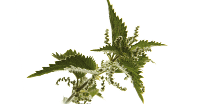 Kopriva – Urtica dioica L., zdravilna rastlina