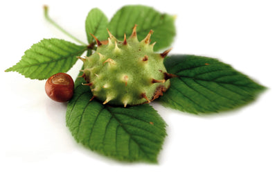 Divji kostanj – Aesculus hippocastanum L., zdravilna rastlina