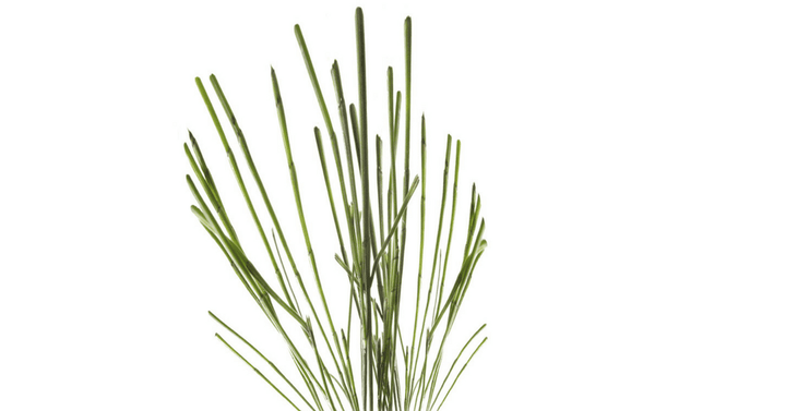 Njivska preslica - Equisetum arvense L.
