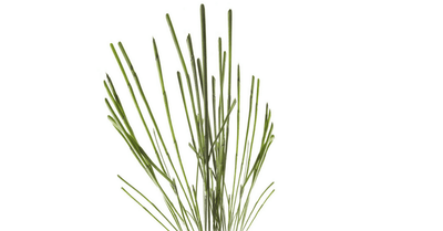 Njivska preslica – Equisetum arvense L., zdravilna rastlina