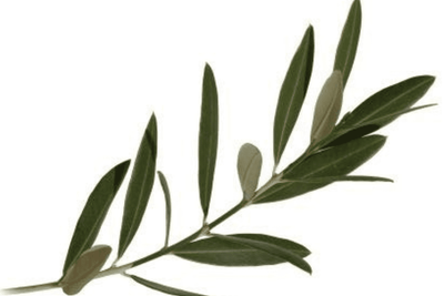 Oljka – Olea oleuropaea L., zdravilna rastlina