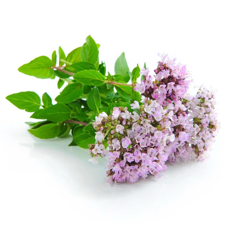 Origano