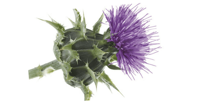 Pegasti badelj – Silybum marianum Gaertn, zdravilna rastlina