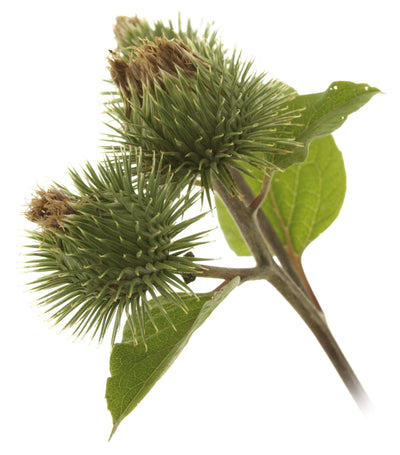 Repinec – Arctium lappa L., zdravilna rastlina