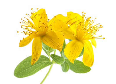 Šentjanževka – Hypericum perforatum L., zdravilna rastlina