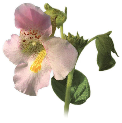 Vražji krempelj – Harpagophytum procumbens DC, zdravilna rastlina