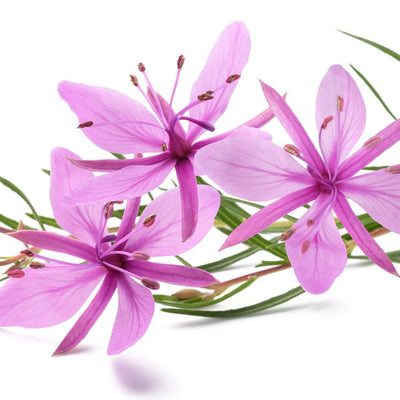 Vrbovec, drobnocvetni – Epilobio parviflorum L., zdravilna rastlina