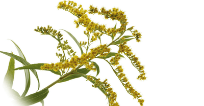 Zlata rozga – Solidago virga-aurea L., zdravilna rastlina